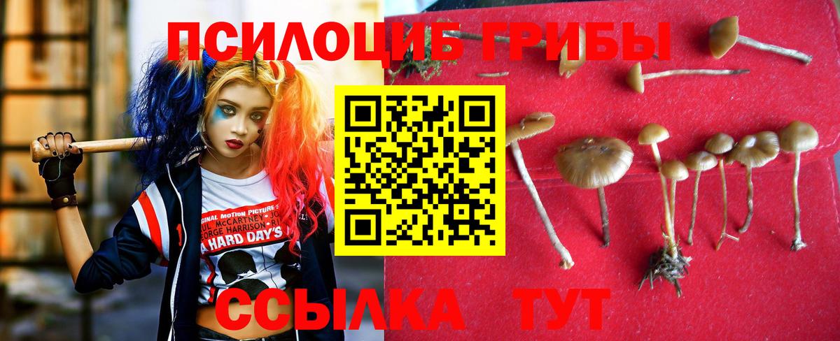 Псилоцибиновые грибы прущие грибы Можайск